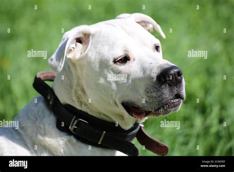 Dogo Argentino Argentine Mastiff Stock Photo Alamy