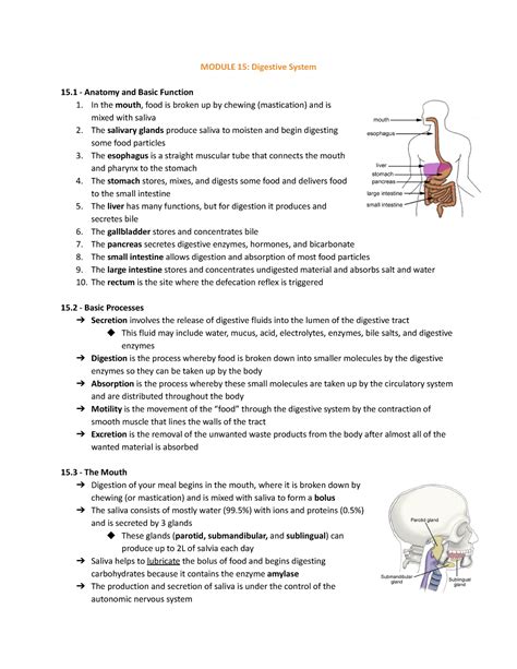 Module 15 Digestive System MODULE 15 Digestive System 15 Anatomy