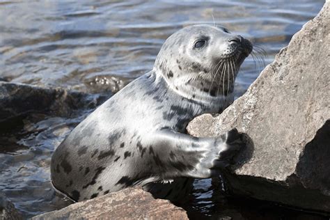 Download Caspian Seal Restingon Rocks Wallpaper