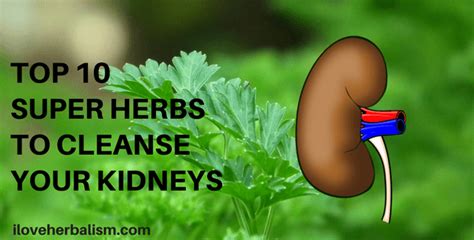 Top 10 Super Herbs To Cleanse Your Kidneys Kidney Cleanse Natural