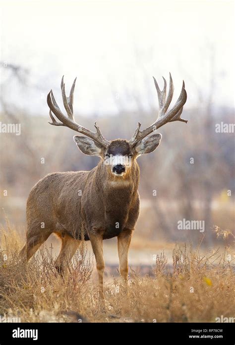 Huge Trophy Class Mule Deer Buck In Riparian Prairie Habitat Stock