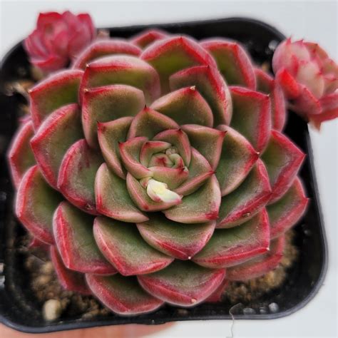 Echeveria Melanie Dk Succulents Korea Rare Korean Succulents