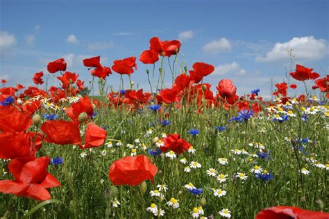 Mohnblumen Kornblumen Und Kamille Mohnblume Blumenbilder Mohn