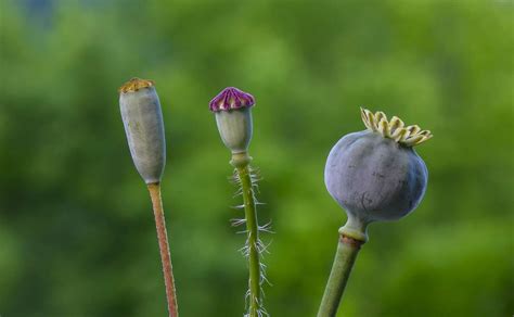 Poppy Seed: How to Grow and Use - Earth Wild Gardens