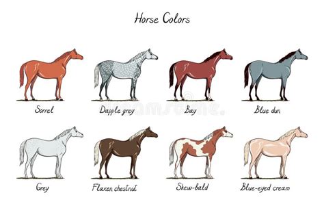 Set Of Horse Color Chart Equine Coat Colors With Text Equestrian