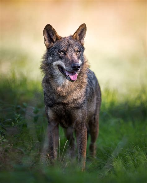 Canis Lupus Signatus Fegari