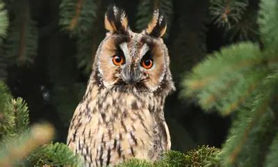 Pennsylvania Owl Sounds Global Birding Initiative