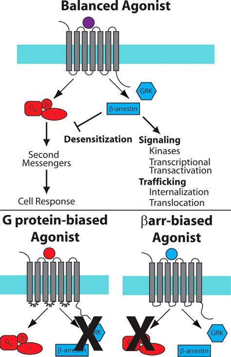 The β Arrestins Multifunctional Regulators Of G Protein Coupled Receptors Journal Of