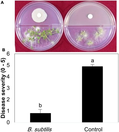 Frontiers Are Bacterial Volatile Compounds Poisonous Odors To A Fungal Pathogen Botrytis