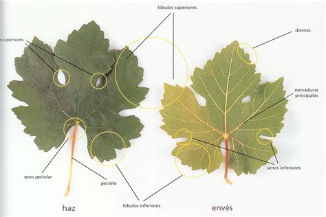 Resultado De Imagen Para Hojas Por El Limbo Vides Wine Tasting