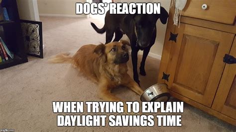 Daylight Savings Dog Meme