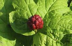 Goldenseal Benefits Uses Dosage Side Effects