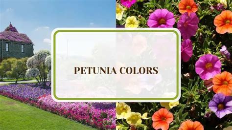 23 Petunia Colors Perfect for Your Stunning Summer Garden - Plant America