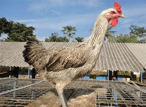 Ciri Ciri Ayam Pelung Betina Dan Ayam Pelung Jantan Yang Berkualitas