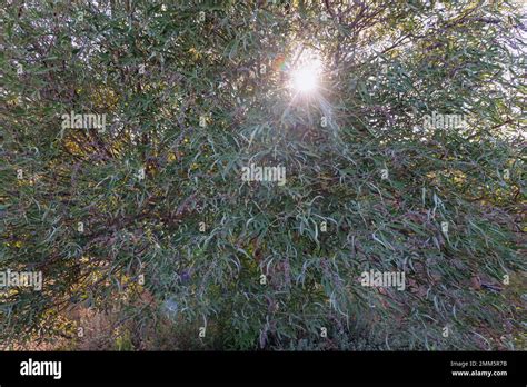 Vitex Agnus Castus Plant Called Chaste Tree In Cyprus Island Country