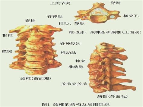 颈椎x线诊断ppt课件word文档在线阅读与下载免费文档