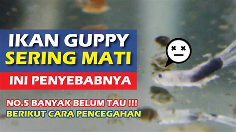 8 Faktor Penyebab Ikan Guppy Sering Mati Dan Cara Pencegahannya YouTube