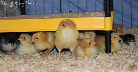 Baby chickens in the brooder - week 1.