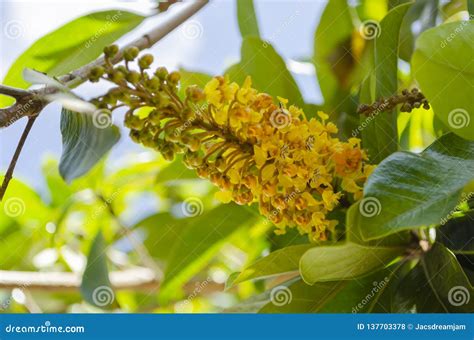 blossoms   byrsonima crassifolia stock photo image  blooming