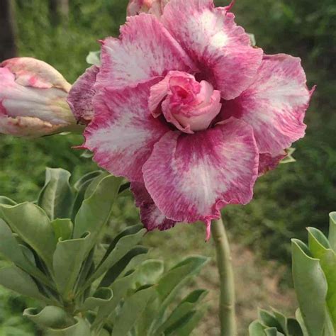 50 Shades of Desert Rose Flowers - Adenium