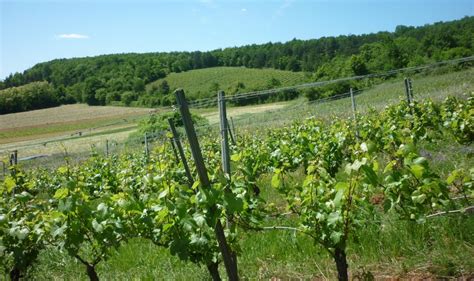 Domaine De Bel Air Tannay Romain Desbrosses