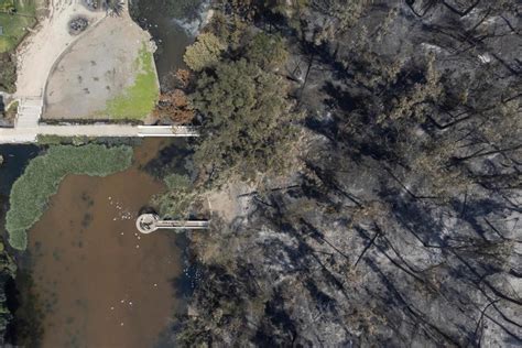 Descendants of trees that withstood the Hiroshima bomb survive Viña del ...