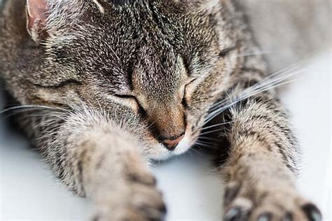 Was Ist Passiert Auch Katzen K Nnen An Demenz Erkranken