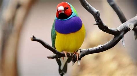 Lady Gouldian Finch Common Food Health And Care Habits