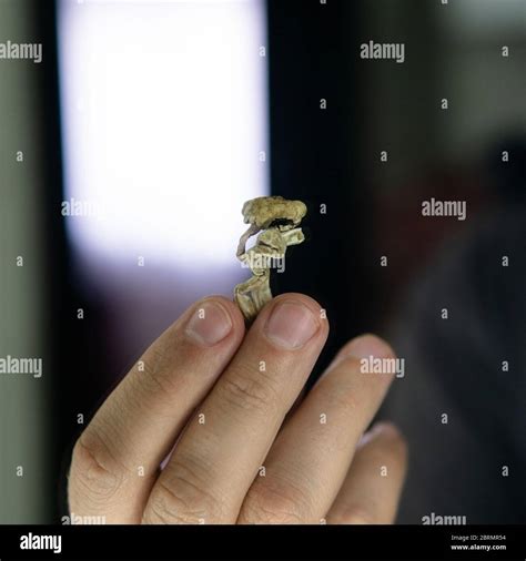 Strains Of Psilocybin Mushrooms Close Up Stock Photo Alamy