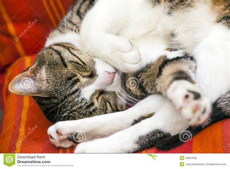 Cute cat sleeping stock photo. Image of maine, domestic - 46567636