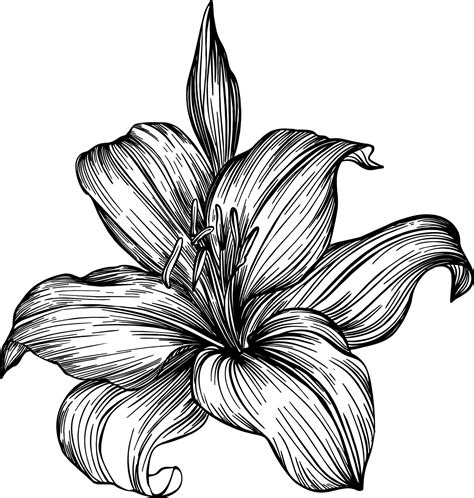 Flores De Lirio Dibujo Vectorial En Blanco Y Negro Para Colorear E