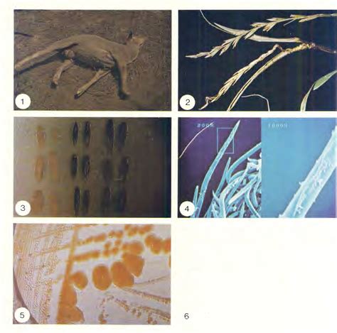 Figure 1 From First Report Of Annual Ryegrass Toxicity In The Republic