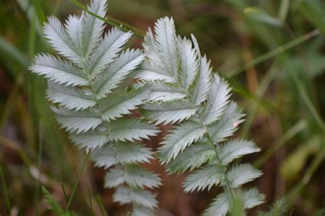 Silverweed Growing Control And Uses Plantura