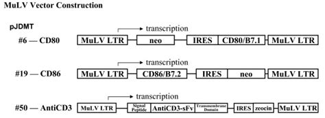 Schematic Representation Of The Retroviral Vector Constructions Used To