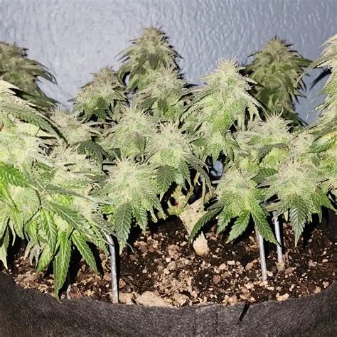 Skunk #1 Seeds: The Strain with Potent Effects and Growing Tips