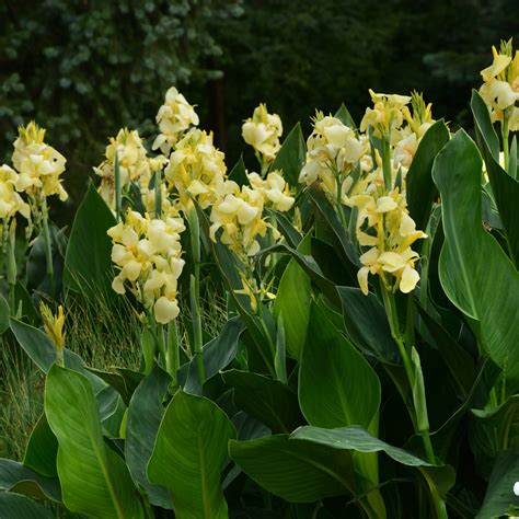 Canna Seeds - Yellow Flowering Canna Lily Flower Seeds