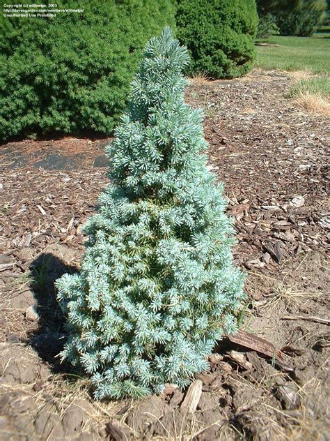 Plantfiles Pictures Alberta Spruce Black Hills Spruce White Spruce