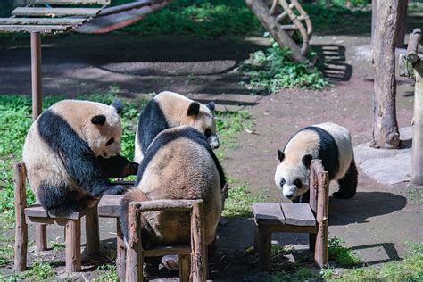 直击｜过节了，重庆四只熊猫凑一桌“围炉吃果”共享大餐快看澎湃新闻 The Paper