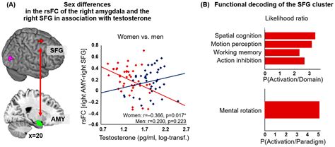 Jcm Free Full Text Testosterone And The Amygdalas Functional