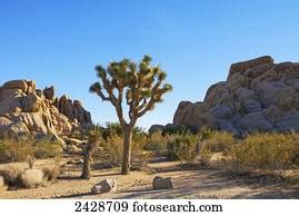 After Sunset Joshua Trees Or Palm Tree Yuccas Yucca Brevifolia