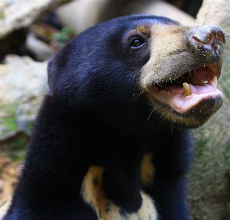 Sun Bears Mimic Faces Just Like Us And Its Raising Some Eyebrows