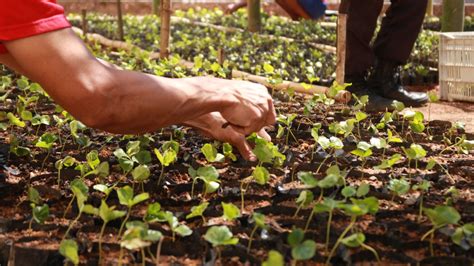 Produtores Rurais V O Cultivar Caf Conilon Mudas Produzidas Em