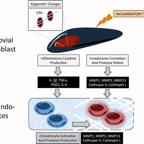 Influences On Fibroblast Like Synoviocyte Transformation And Cartilage