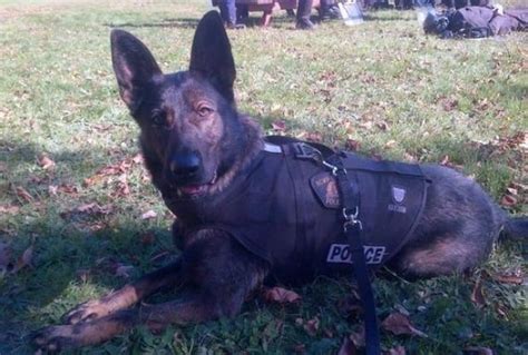 RCMP bring canine training to Fredericton-area backyards | CBC News