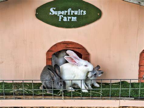 Bunny Park Superfruits Farm Senai