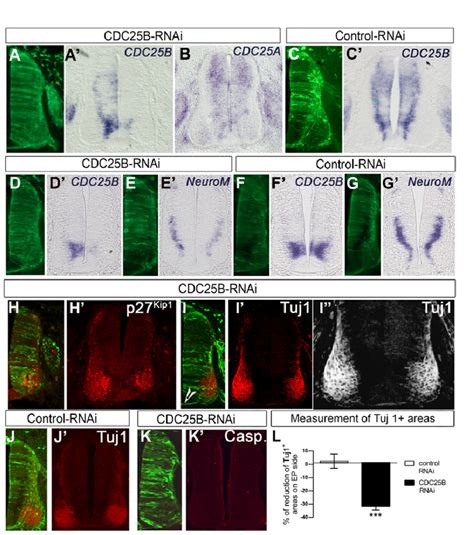 CDC25B Downregulation Impedes Neuronal Differentiation A K