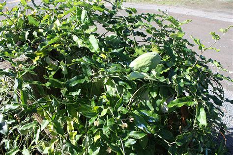 Moth Plant Weed Action Native Habitat Restoration Trust Northland