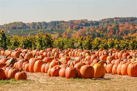 A guide to Connecticut's Pumpkin Patches