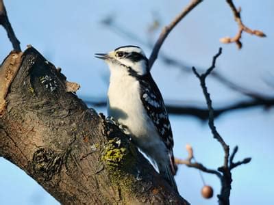 Downy Woodpecker Nesting (Behavior, Eggs, Location + FAQs) | Birdfact