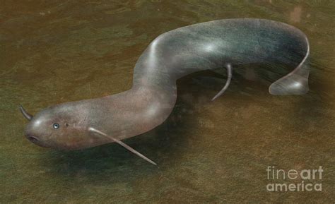 Lungfish Illustration Photograph By Gwen Shockey Fine Art America